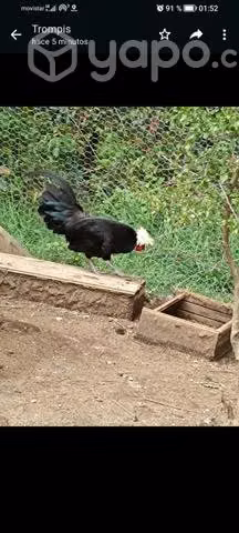 Gallitos polacos reproductores de la temporada