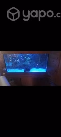 Acuario completo - Imagen 2