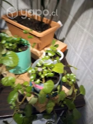 Hermosas plantas interior