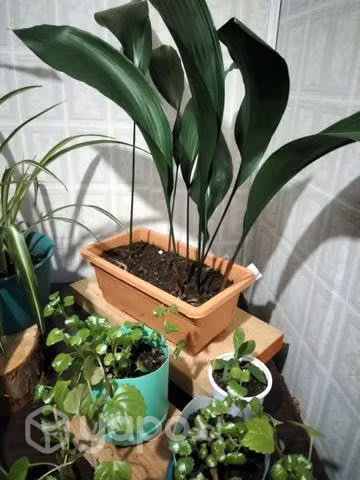 Hermosas plantas interior