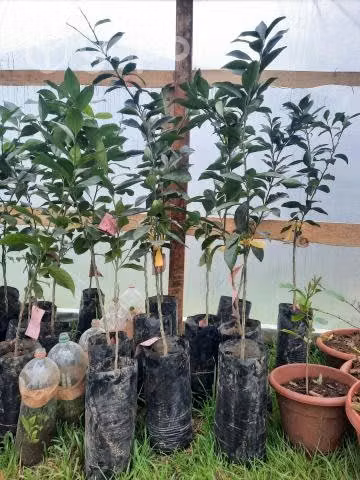 Arboles frutales