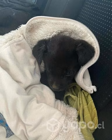 Perrita en adopción