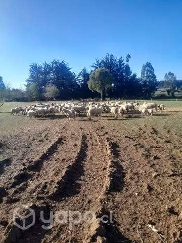 Ovejas