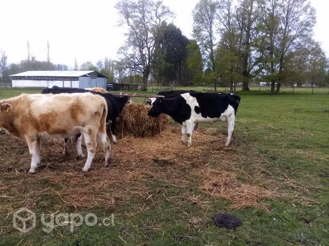 Vaca con terneros - Imagen 2