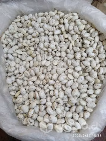 Porotos Secos