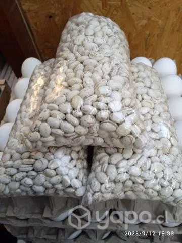 Porotos Secos