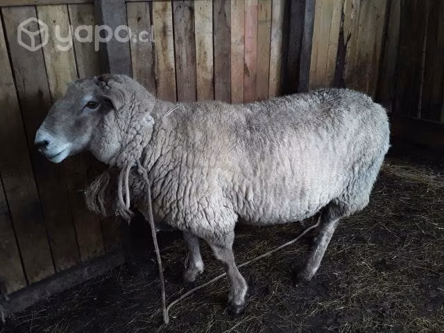 Carnero reproductor
