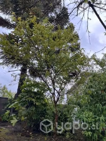 Se vende propiedad con dos casas en pueblo seco