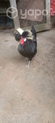 Pollos polacos
