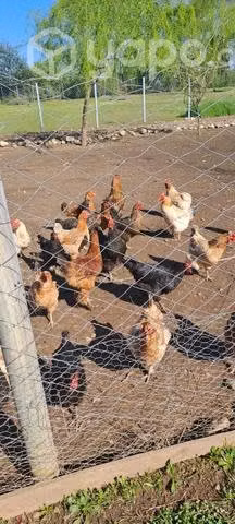 Gallinas y patos