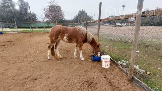 Yegua caballo
