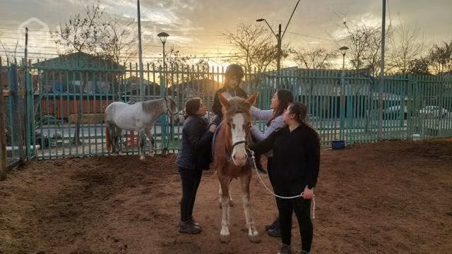 Yegua caballo