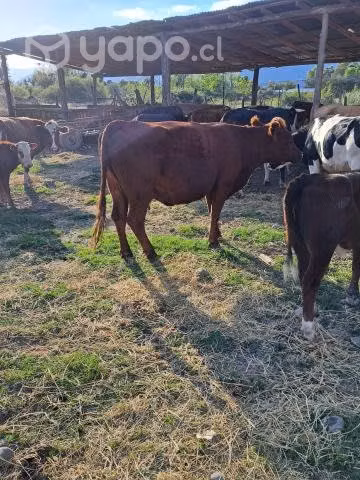 Vacas preñadas y paridas