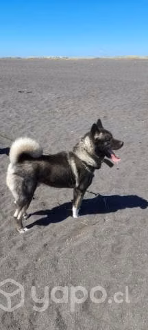 Akita busca novia