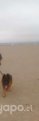 Perro pastor alemán busca polola