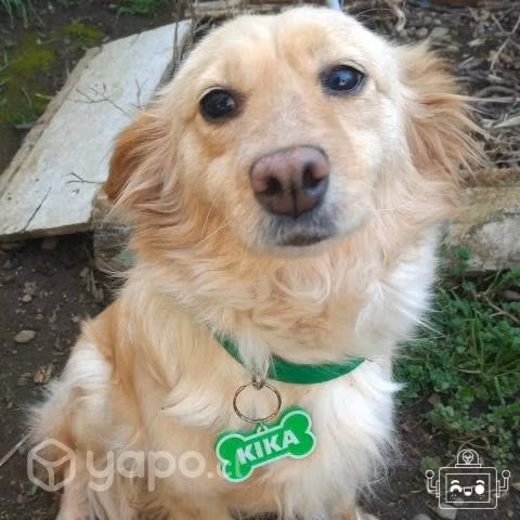 Placas de identificación para mascotas