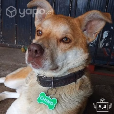 Placas de identificación para mascotas