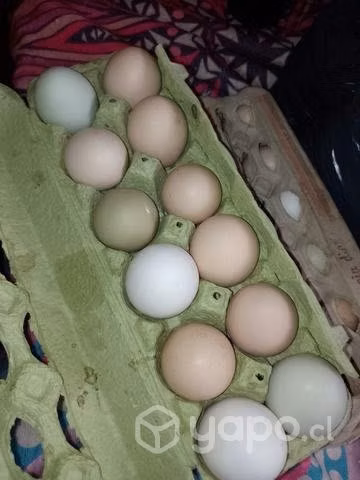 Huevos caseros frescos