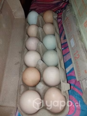 Huevos caseros frescos