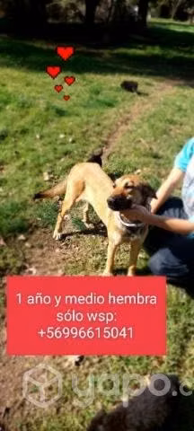 Adopta a una perrita
