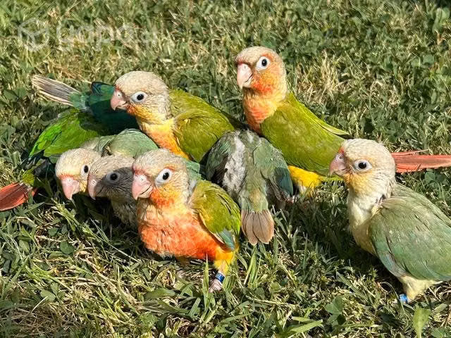 Pyhurras para empapillar
