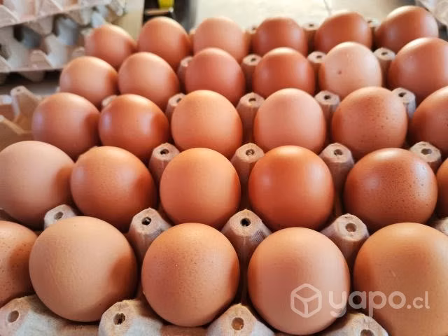 Huevos Color de gallina libre, Ñuble
