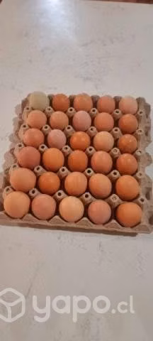 Ricos huevitos frescos de campo 6.500 la bandeja