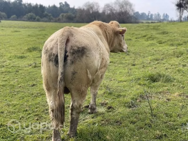 Toros Reproductores