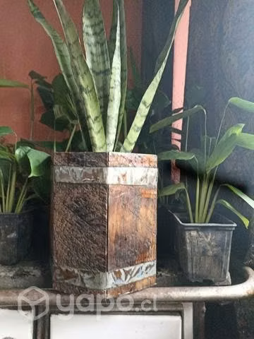 Lengua de suegra