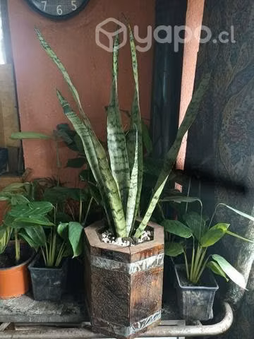 Lengua de suegra - Imagen 4