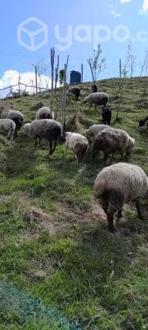 Ovejas y corderitos en Calbuco