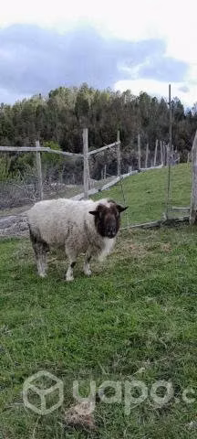 Ovejas y corderitos en Calbuco