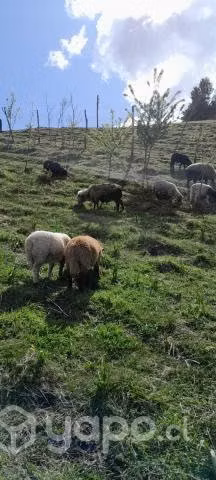 Ovejas y corderitos en Calbuco