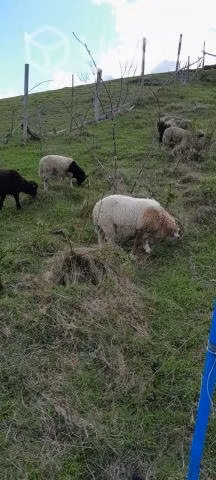 Ovejas y corderitos en Calbuco