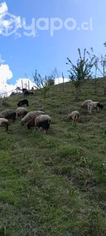 Ovejas y corderitos en Calbuco