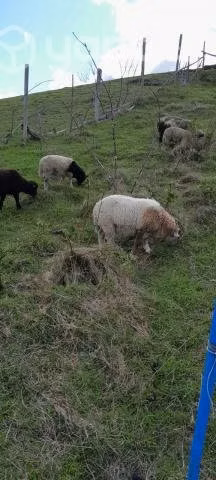 Ovejas y corderitos en Calbuco