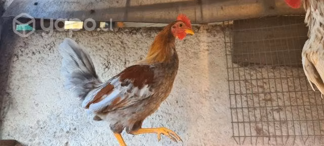 Gallinas