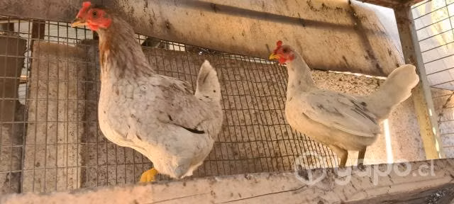 Gallinas