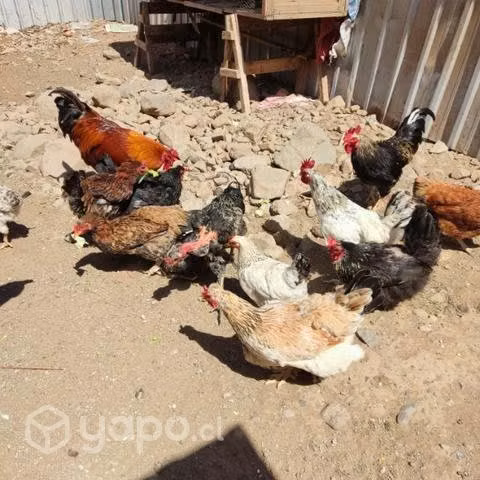 Lote de gallinas, pollit y gallos