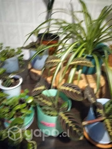 Plantitas de interior