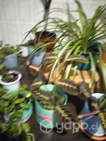 Plantitas de interior