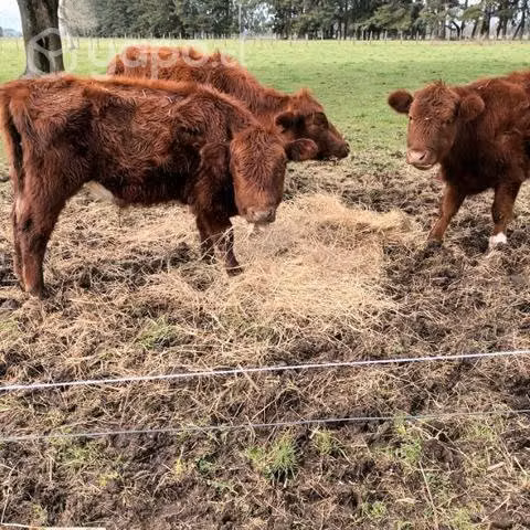 Novillo angus - Imagen 2