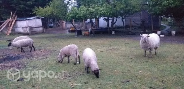 oveja y 1 carnero