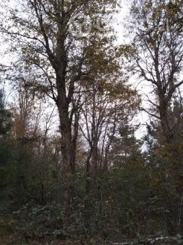 Campo con pinos y nativos