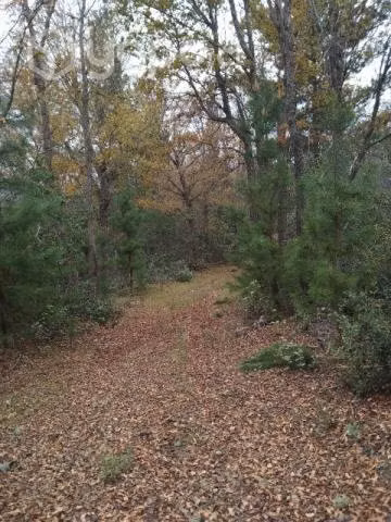 Campo con pinos y nativos