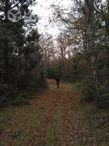 Campo con pinos y nativos