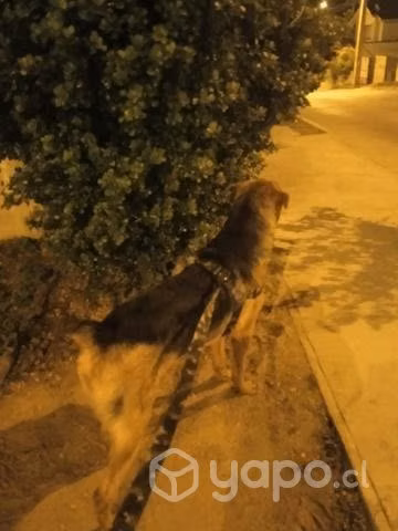 Se da en adopción perrito de 10 meses