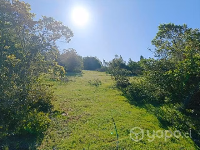 Terreno en curepto con bosque