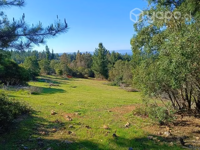 Terreno en curepto con bosque