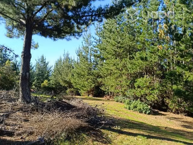 Terreno en curepto con bosque